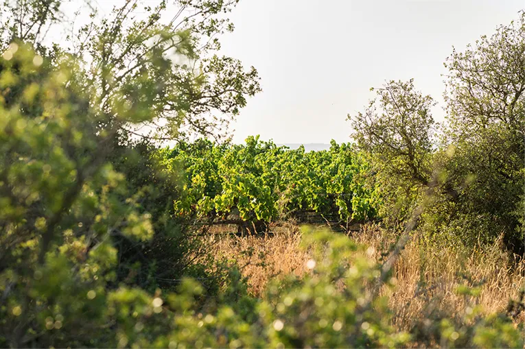 naturaleza-fincas-FINCA LA CAÑADA DE TRAIBUENAS-bodegas_Ochoa