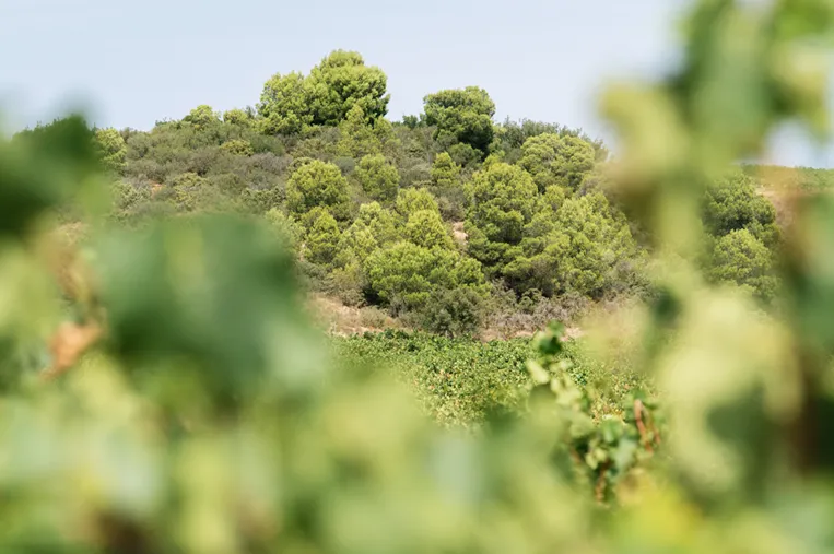 naturaleza-fincas-FINCA LA CAÑADA DE TRAIBUENAS_moscatel-bodegas_Ochoa