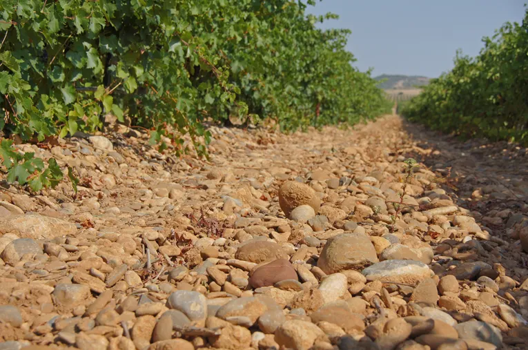 naturaleza-fincas-FINCA LA MILLA-bodegas_Ochoa
