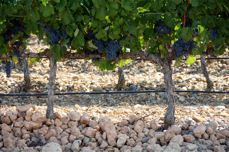 naturaleza-fincas-FINCA LA PEDRERA-bodegas_Ochoa