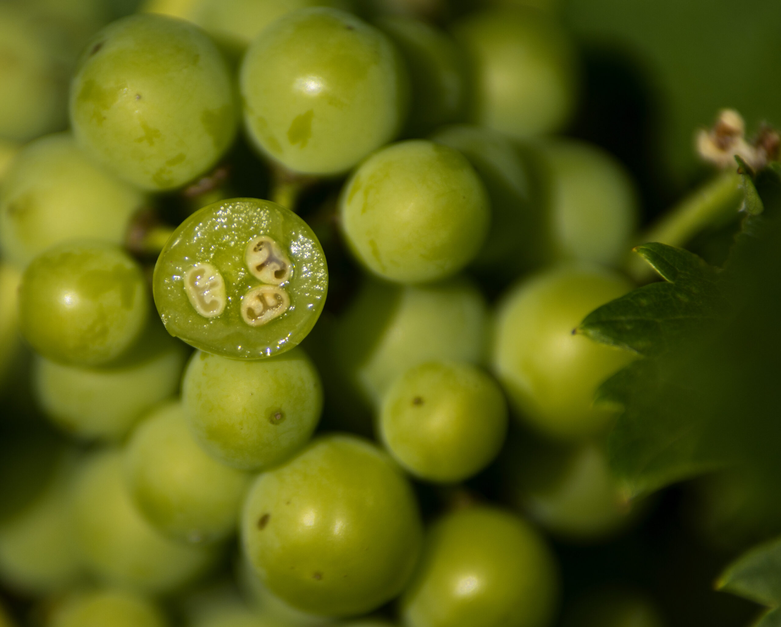 Uvas por dentro