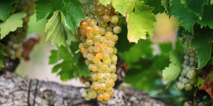 innovacion-proyectos-AixVINO-Bodegas_Ochoa